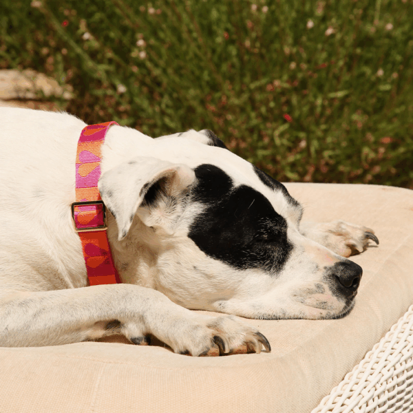 H.E.A.L.® Hundehalsband Jacquard – Bild 11